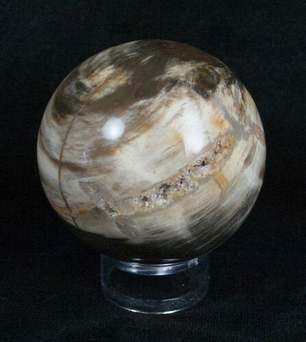 Inch Petrified Wood Sphere #4041